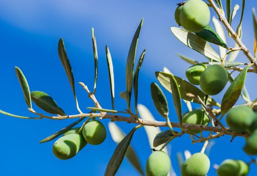 Close-up of green olive fruits on olive tree branch