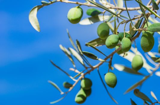 Branch of olive tree with green fruits, close-up