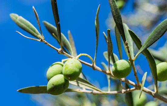 Close-up of olive branch with green fruits
