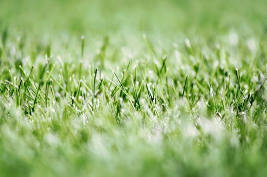 green fresh grass lawn close up 
nature background pattern summer