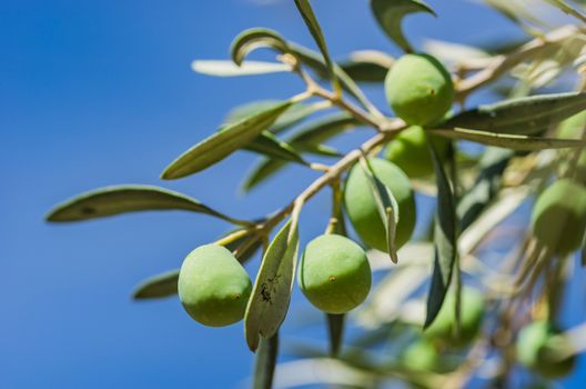 Green olives fruits hanging on tree branch with sunny blue sky background