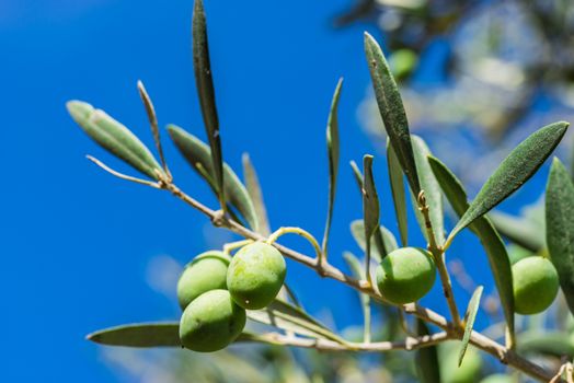 Olive branch with fresh green olive fruits
