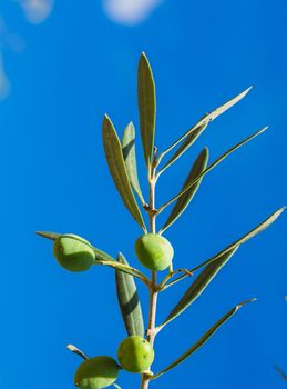 Ripe green olive fruits hanging on branch of olive tree