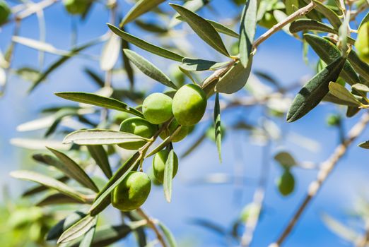 Ripe olives hanging on olive tree branch