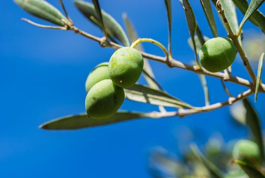 Ripe olives hanging on olive tree branch

