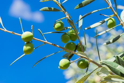 Close-up of olive tree branch with green fruits and blue sunny sky background