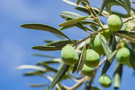 Close-up of green olives fruits on olive tree branch