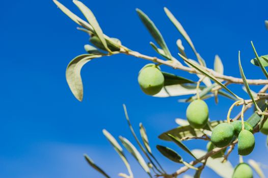 Close-up of olives fruits on olive tree