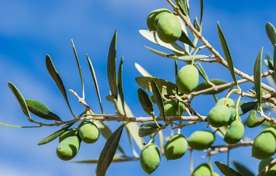 Green olives on tree branch with sunny blue sky background