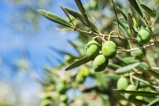 Close-up of fresh ripe green olive fruits hanging on tree