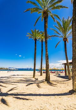 Majorca, Platja de Alcudia beautiful seaside sand beach with Palm trees, Spain Balearic islands