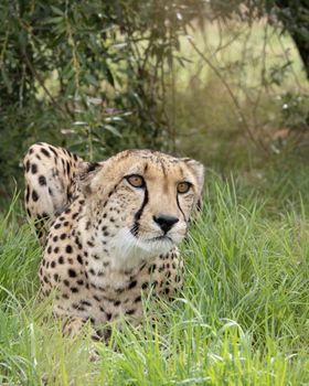UK, Hamerton Zoo - August 2018: Cheetah in captivity - lying