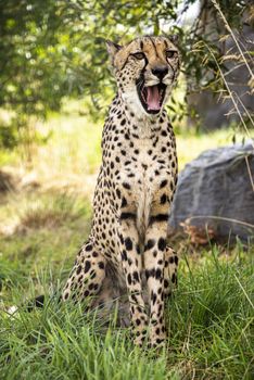 UK, Hamerton Zoo - August 2018: Cheetah in captivity - sitting