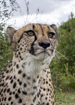 UK, Hamerton Zoo - August 2018:  Cheetah portrait