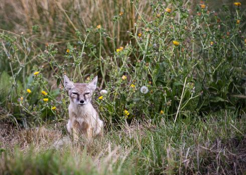 UK, Hamerton Zoo - August 2018: Corsac Fox in captivity