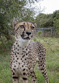 UK, Hamerton Zoo - August 2018: Cheetah in captivity - standing