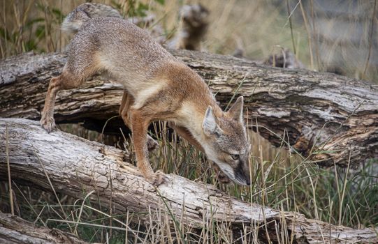 UK, Hamerton Zoo - August 2018: Corsac Fox in captivity