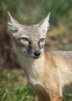 UK, Hamerton Zoo - August 2018: Corsac Fox in captivity