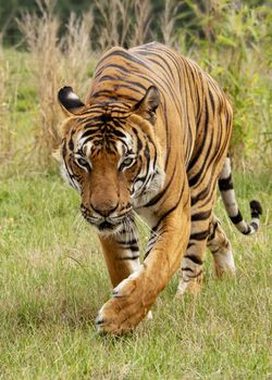 UK, Hamerton Zoo - August 2018: Male malaysian tiger in captivity
