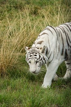 UK, Hamerton Zoo - August 2018: Female white tiger in captivity