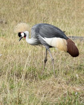UK, Hamerton Zoo - August 2018: Grey crowned crane in captivity. The official bird of Uganda
