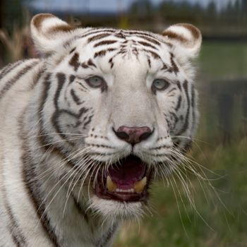 UK, Hamerton Zoo - August 2018: Female white tiger in captivity - portrait