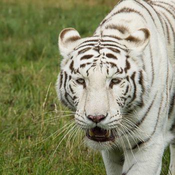 UK, Hamerton Zoo - August 2018: Female white tiger in captivity - portrait