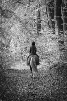 UK, Sheffield - Oct 2020: Girl rides a horse away along a wooded trail, black and white