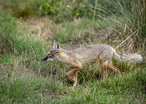 UK, Hamerton Zoo - August 2018: Corsac Fox in captivity