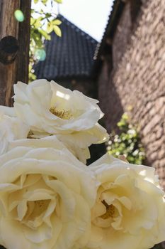 France, Haupt Koenegsbourg, June 2015: 3 yellow roses wiht catle wall in bachground