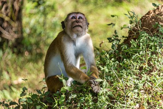 Toque macaque  foraging -  Genus Macaca sinica is a reddish-brown-coloured Old World monkey endemic to Sri Lanka