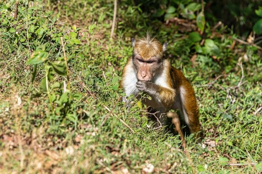 Toque macaque  foraging -  Genus Macaca sinica is a reddish-brown-coloured Old World monkey endemic to Sri Lanka