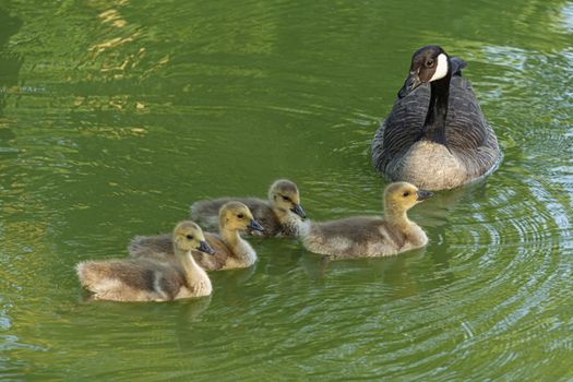 DE, Dortmund: June 2018: 4 ducklings and their mother, swim in the moat of Haus Dellwig, Moated Castle in Westfalia