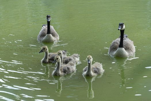 DE, Dortmund: June 2018: 4 ducklings and their parents, swim in the moat of Haus Dellwig, Moated Castle in Westfalia