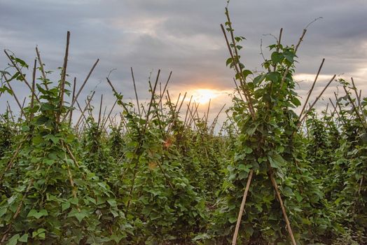 Spain, L'Ametlia des Valles - Sept 2018: fields of green beans growing on frames