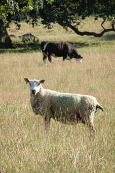 UK, Launde Abbey, Leicestershire - July 2018: Sheep grazing in open farmland