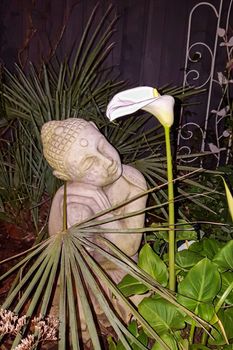 UK - NOVEMBER 2017 - Calla Lily at night with Buddha statue