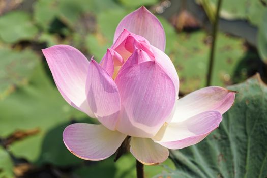Cambodia, Tonle Sap - March 2016: Single lotus flower