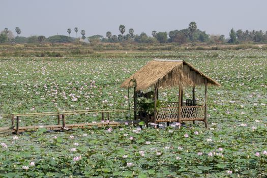 Cambodia, Tonle Sap - March 2016: rustic shack sits in a lake full of lotus flowers.