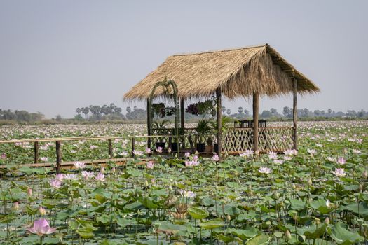 Cambodia, Tonle Sap - March 2016: rustic shack sits in a lake full of lotus flowers.