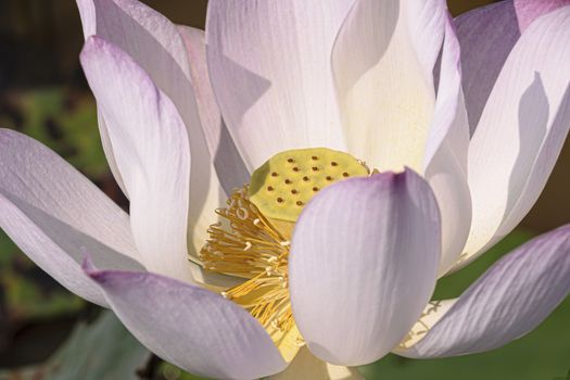 Cambodia, Tonle Sap - March 2016: Single lotus flower