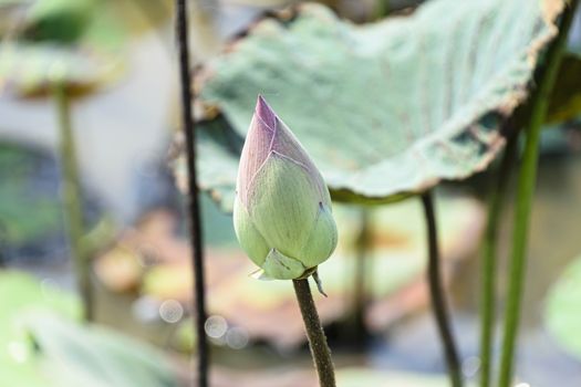 Cambodia, Tonle Sap - March 2016: Single lotus flower bud