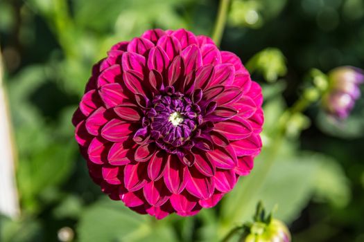 colorful dahlia flowers in a riot of colors