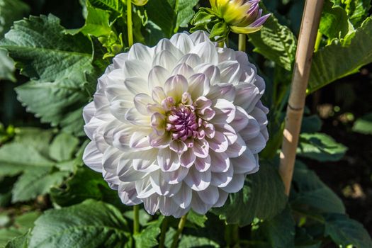 colorful dahlia flowers in a riot of colors