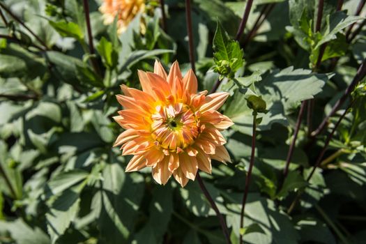 colorful dahlia flowers in a riot of colors