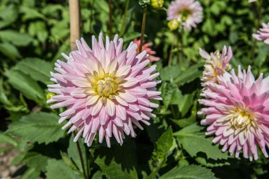 colorful dahlia flowers in a riot of colors