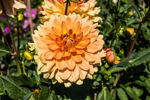 colorful dahlia flowers in a riot of colors