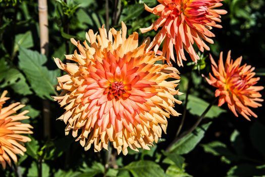 colorful dahlia flowers in a riot of colors