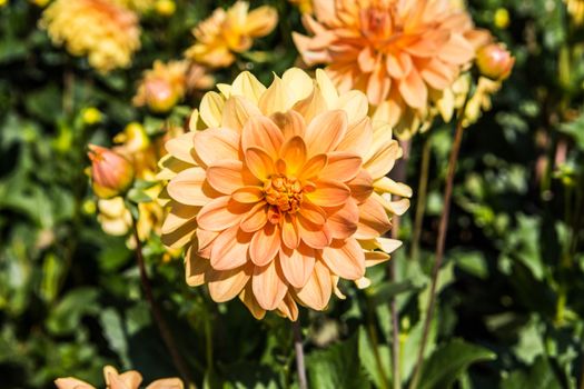 colorful dahlia flowers in a riot of colors