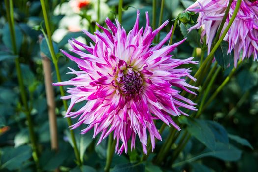 colorful dahlia flowers in a riot of colors